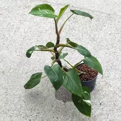 Philodendron white princess 50 cm MK13/12