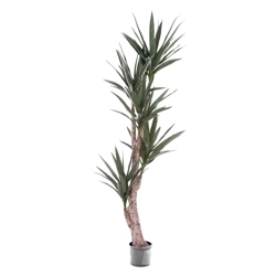Sztuczna wysoka Dracena 180 cm