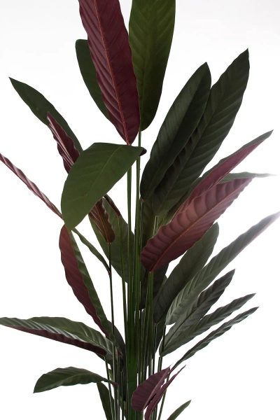 Sztuczna Maranta Stromanthe thalia 210 cm zielono-czerwona