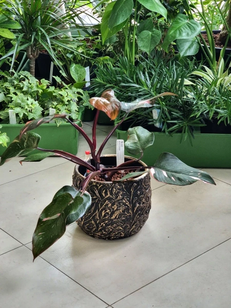 Arthur 25/20 teksturowana doniczka złota