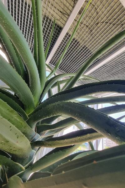 Aloe bainesii aloes 260 cm