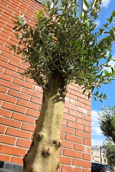 Oliwka europejska Olea europaea 150 cm