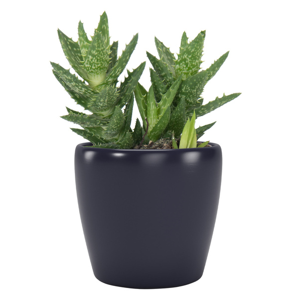 NUBIA 8 mała osłonka na kaktusy ciemno niebieska