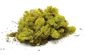 Sztuczny Mech Reniferowy chrobotek 500g jasnozielony