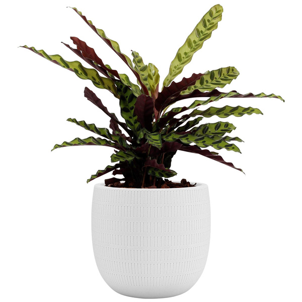 AURA 20/18 doniczka ceramiczna w paski biała