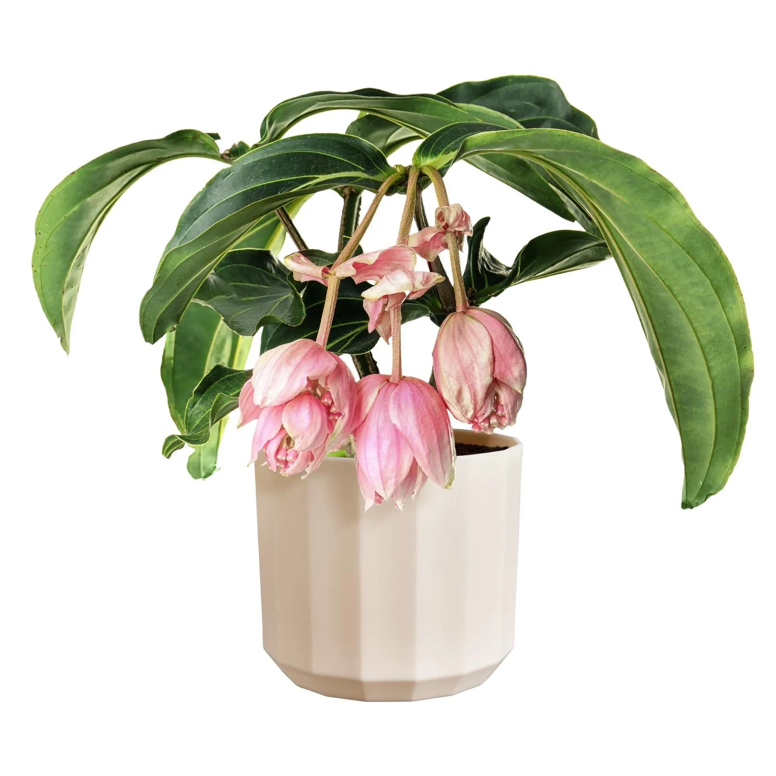 osłonka różowa almond pink Elho Facet 19