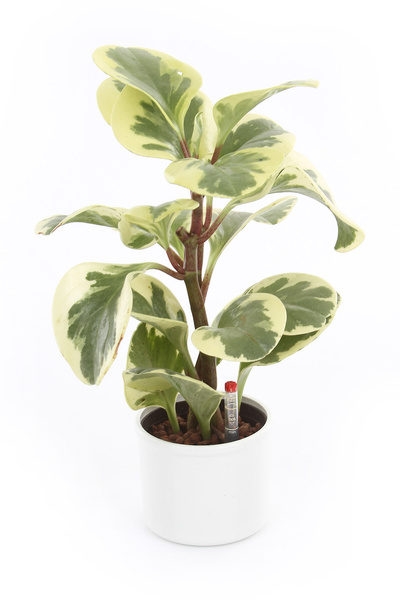 Zestaw do hydroponiki 9/7 osłonka Corona biała wkład wskaźnik