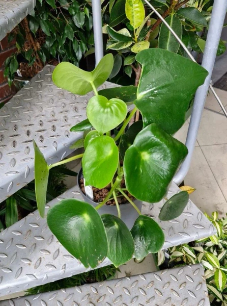 Peperomia raindrop 40 cm MK15/19 w hydroponice