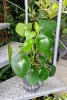Peperomia raindrop 40 cm MK15/19 w hydroponice