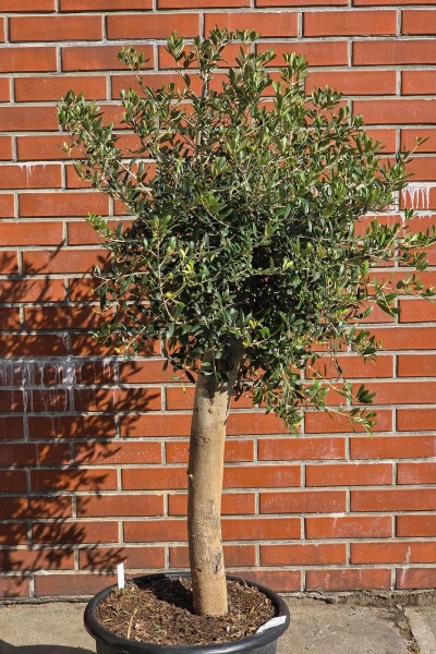 Oliwka europejska Olea europaea 165 cm