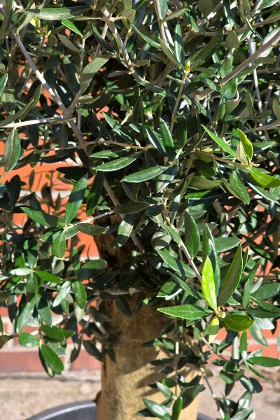 Oliwka europejska Olea europaea 150 cm