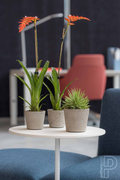 Mini Bucket XS 12/11 doniczka kamienna złota metalik