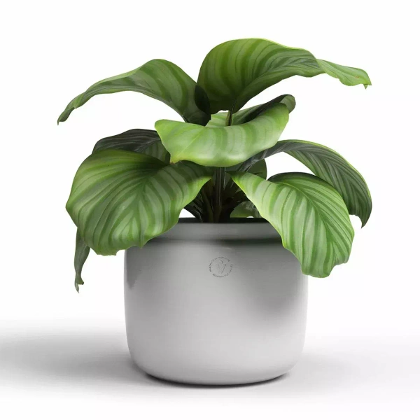 Astrea 20/17 szara osłonka ceramiczna walcowata