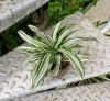 Dracena compacta variegata w hydroponice 20 cm MK9/7