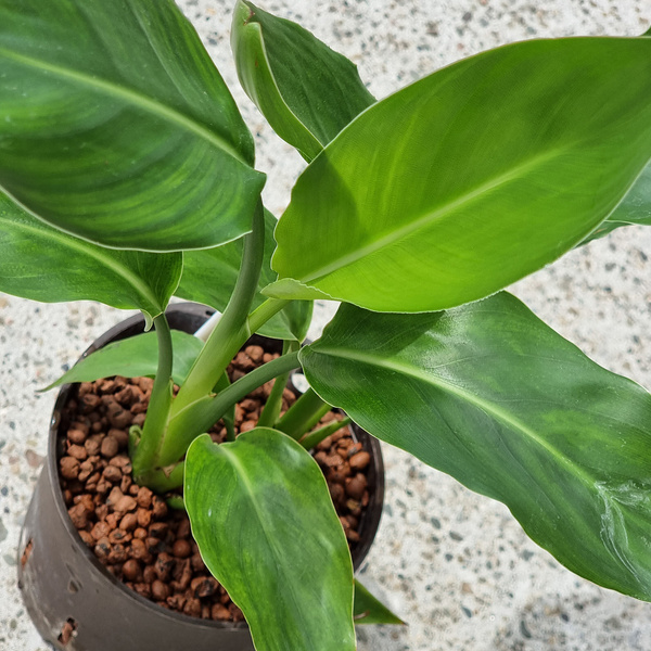 Strelicja 40 cm MK13/12