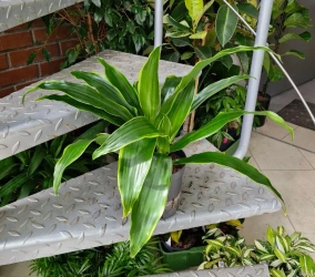 Dracena arturo MK13/12 w hydroponice