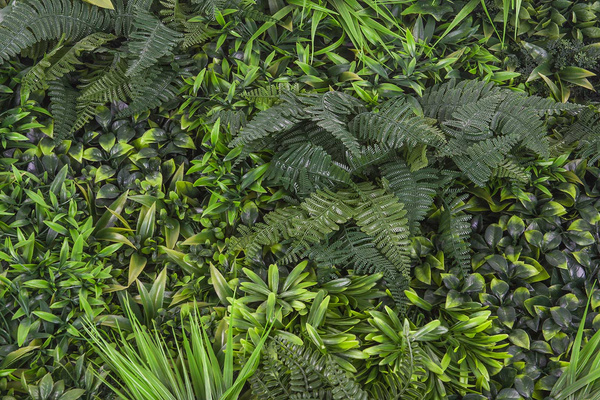 Mata zielona ściana Forest 100x100 cm mix z roślin leśnych