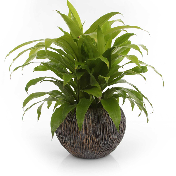 UNIVERSE WATERFALL GLOBE 33/24 donica kula ręcznie zdobiona brązowa