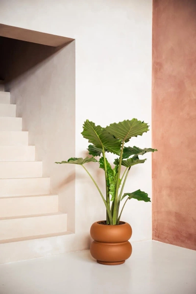 Amber Roll Low 43/40 designerska donica karmelowa