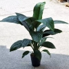 Spathiphyllum sensation 75 cm MK22/19