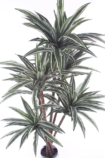 Sztuczna Dracena 150-160 cm 150 liści naturalny pień