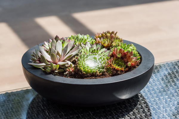 Monique M 34,5/10 misa niska szara doniczka