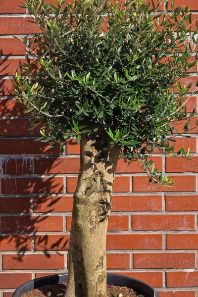 Oliwka europejska Olea europaea 150 cm