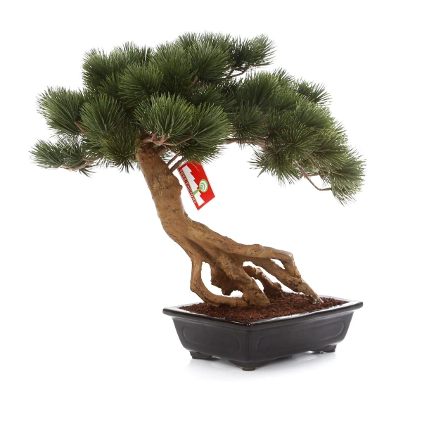 Sztuczny Bonsai Pinia Sosna Parviflora 55 cm w czarnej ceramicznej doniczce