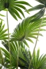 Sztuczna Palma Livistona 160 cm