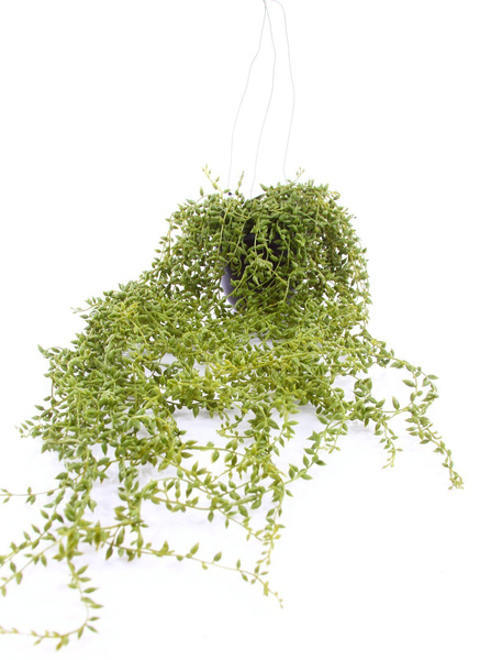 Sztuczne Senecio Starzec pnącze wiszący 70 cm w doniczce