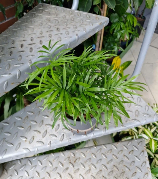 Chamedora wytworna (Chamaedorea elegance) 30 cm MK13/12 w hydroponice