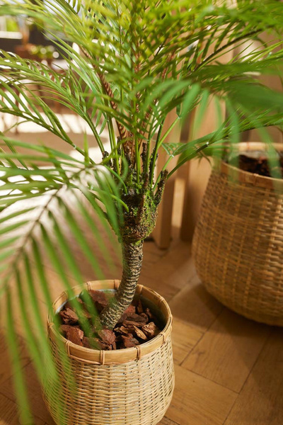 Sztuczna palma Chamedora na pniu 85 cm jak żywa