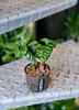 Zamioculcas Zenzi 15 cm MK9/7 w hydroponice