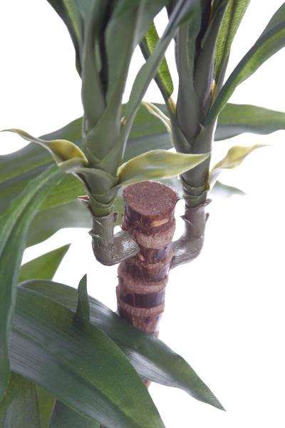 Sztuczna dracena fragrans 150 cm 81 liści drewniany pień