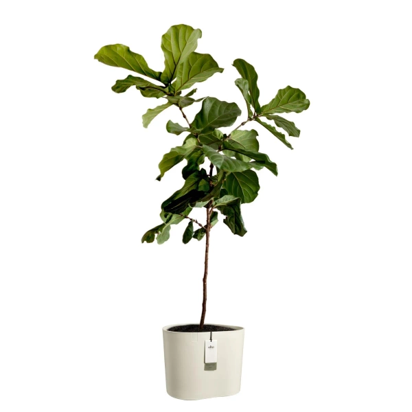 Eden Aquacare Low 40 niska donica owalna biała linen white system samonawadniający