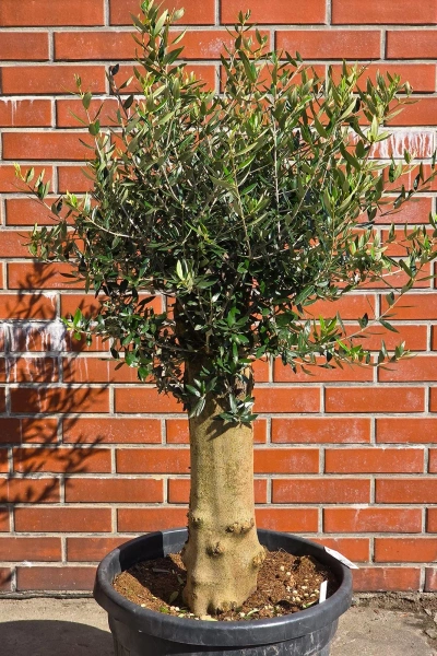 Oliwka europejska Olea europaea 150 cm