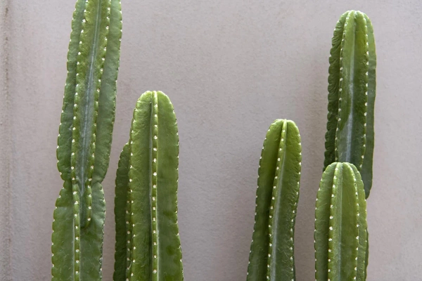 Sztuczny Kaktus San Pedro XL 100 cm