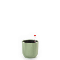 mięta sorbet green
