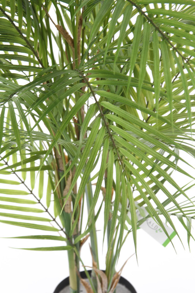 Sztuczna palma Chamedora 120 cm