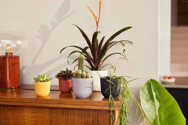 Jazz Elho 9 osłonka mini toskańska czerwień