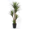 Sztuczna Dracena 160-170 cm