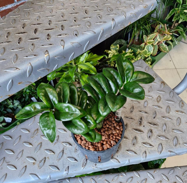 Zamioculcas Zenzi 25 cm MK11/9 w hydroponice