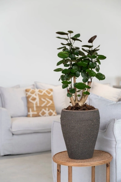 Ares M 40/50 grecka donica antyczna umber brown