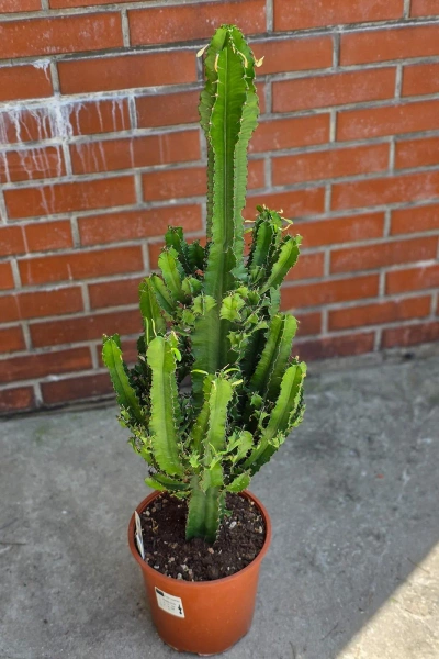 Kaktus Euphorbia erytrea 110 cm