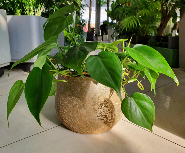 Zestaw do hydroponiki 13/12 Clemente osłonka ceramiczna złota