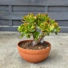 Crassula ovata sunset 30 cm krasula