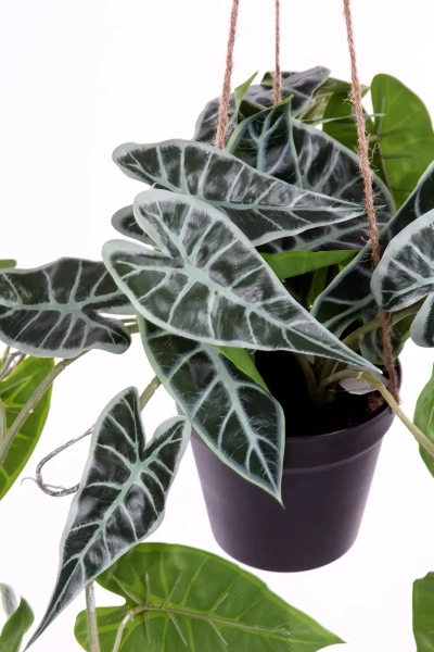 Sztuczna Alokazja wisząca 80 cm w doniczce