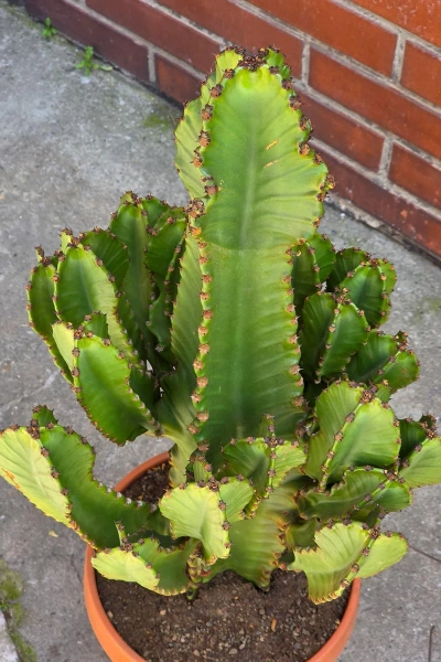 Kaktus Euphorbia Ingens 85 cm