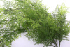 Sztuczny Asparagus pierzasty pnącze 80 cm