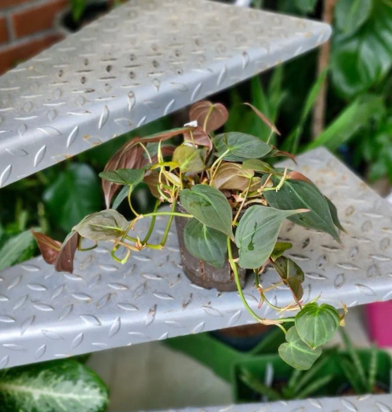 Filodendron Micans w hydroponice MK13/12